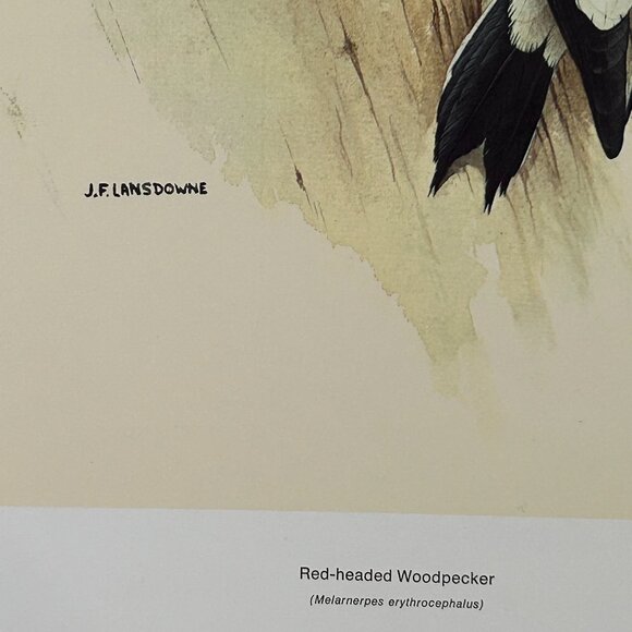 Vintage 1968 & 1969  Calendar Prints J.F. Lansdowne Birds - Picture 5 of 9